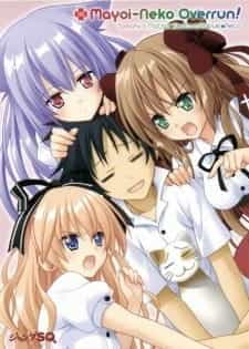 Нашествие бродячих кошек! Спецвыпуски anime